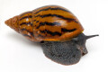 Achatina achatina Benin, semiadult
